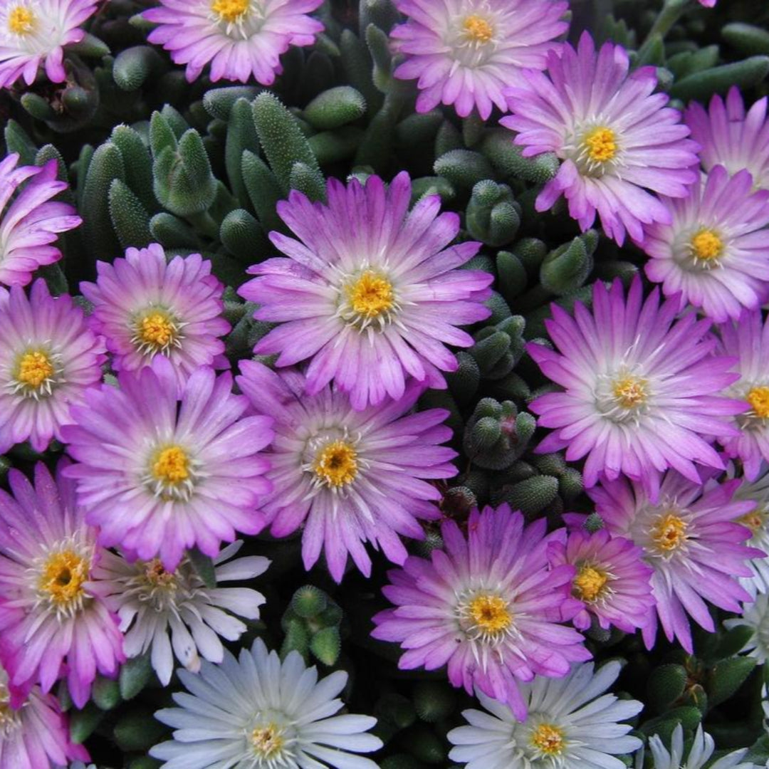 Delosperma Hot Cakes &