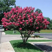 Delta Blush Crape Myrtle