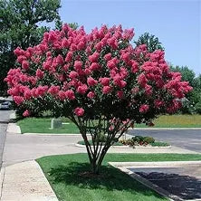Delta Blush Crape Myrtle