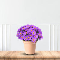 Kickin Lavender aster variant showing soft lavender-purple flowers and green foliage