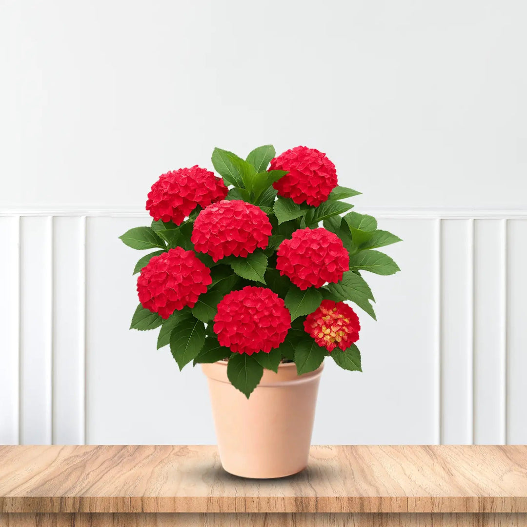 Hydrangea heart throb