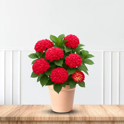 Hydrangea heart throb