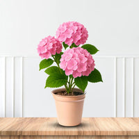 Shade garden filled with Penny Mac Hydrangea plants
