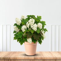 Semmes Beauty Oakleaf Hydrangea plant in container with white flowers