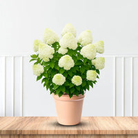 Silver Dollar Hydrangea with Dense White Panicle Blooms