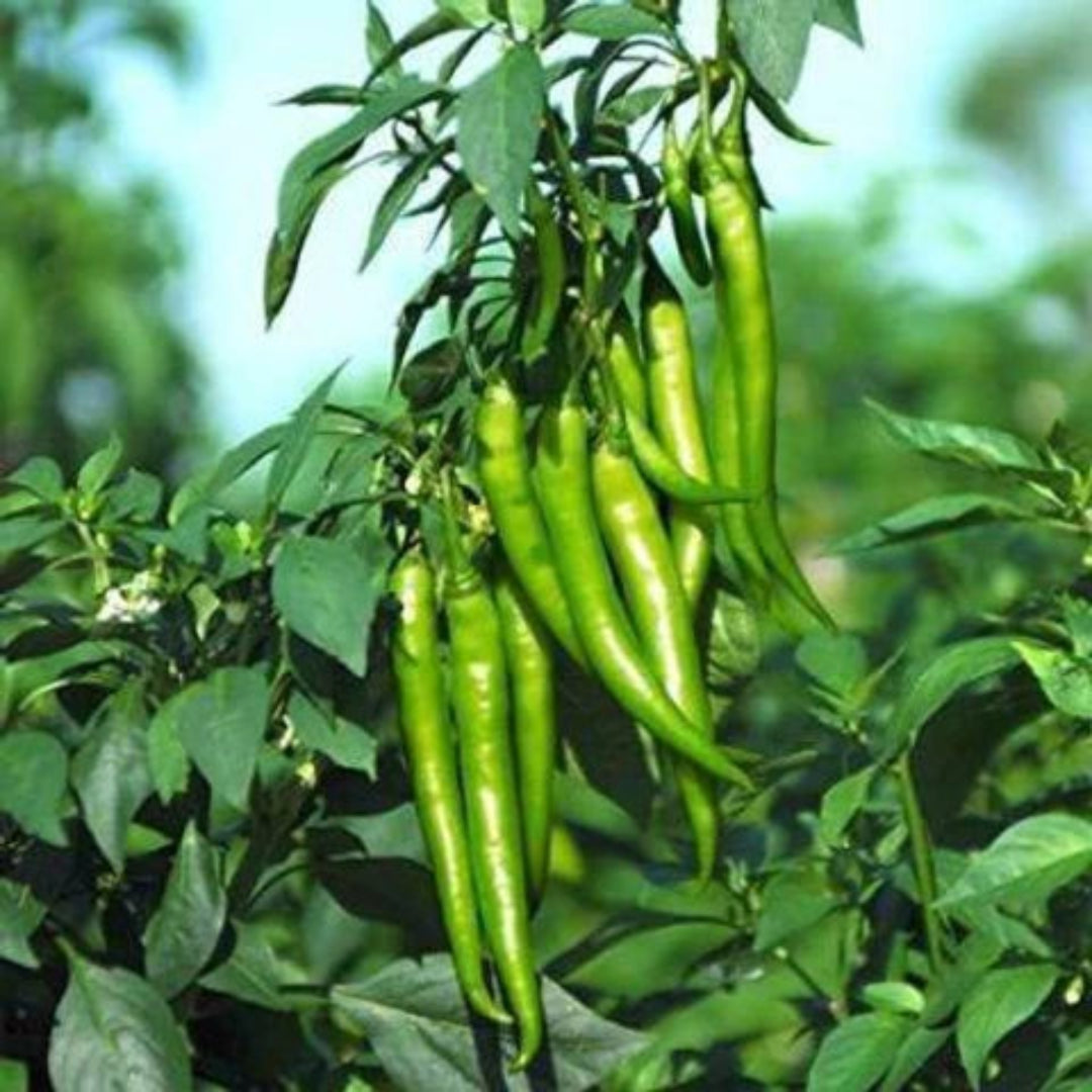 Guntur Chilli Plant