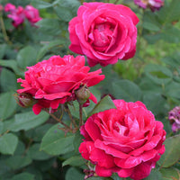 Sweet Spirit Rose
