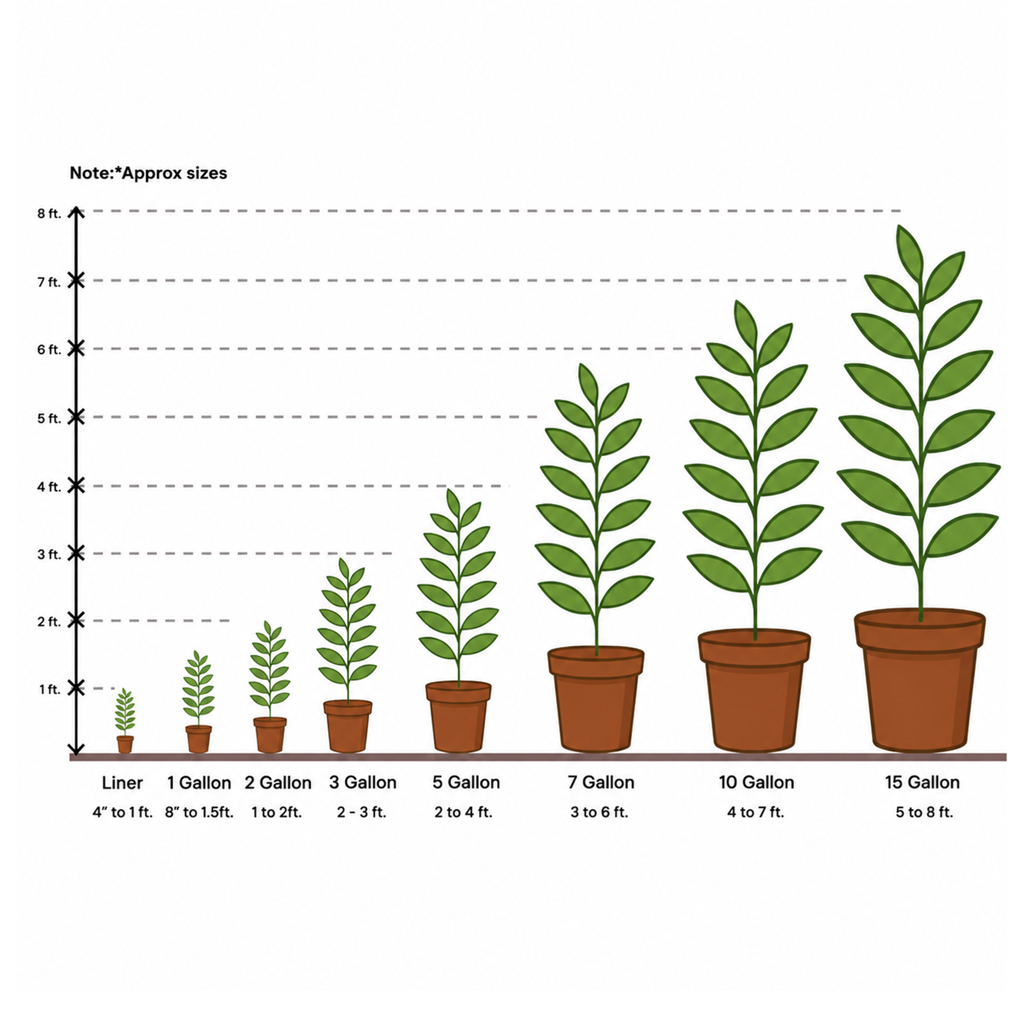 Liriope Spicata Lily Turf