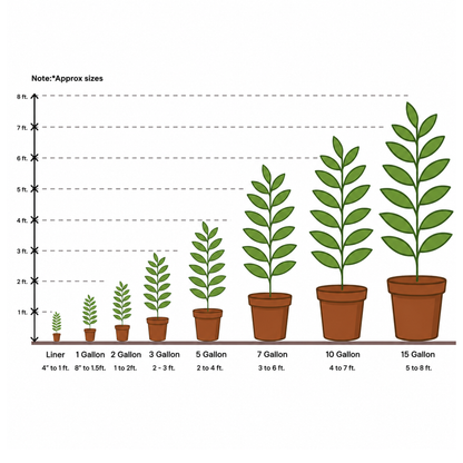 Liriope Spicata Lily Turf