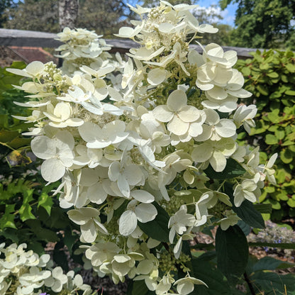Pink Diamond Hydrangea, White Flowers