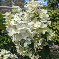 Pink Diamond Hydrangea for Sale Summer Blooming Shrub
