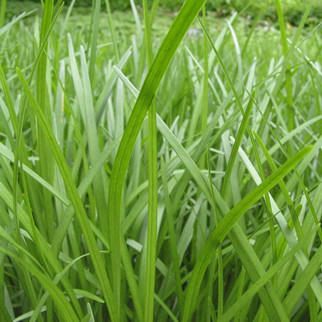 Liriope Spicata plant top view