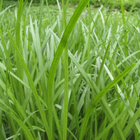 Liriope Spicata plant top view