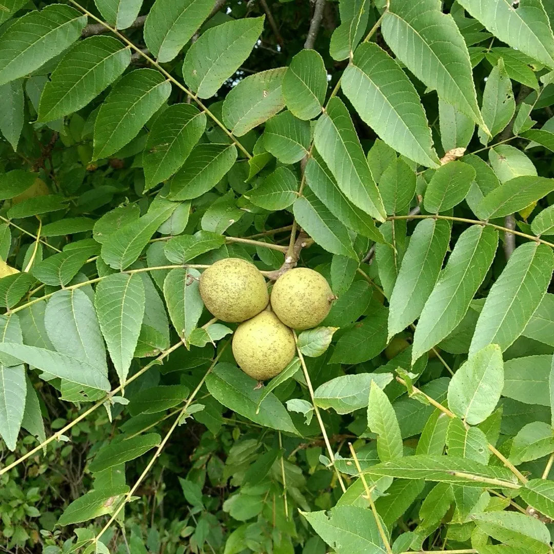 Beautiful Black Walnut with a Round