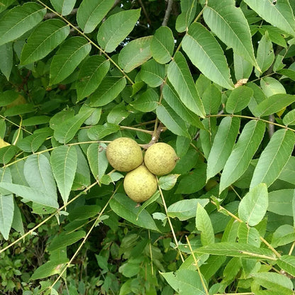 Beautiful Black Walnut with a Round