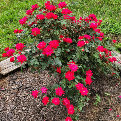 Red Knock Out Rose Plant with Glossy Green Leaves