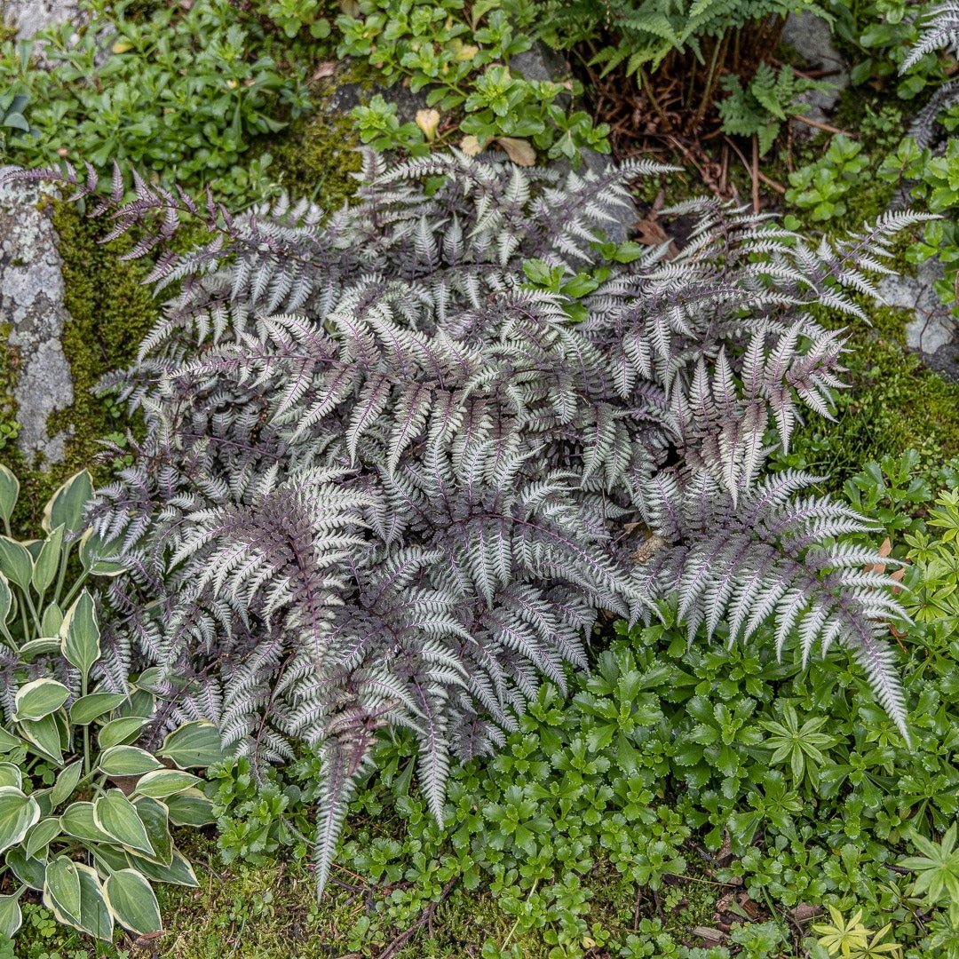 Japanese Painted Fern Multipack