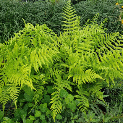 Dryopteris Ludoviciana Southern Shield Fern - [CG]