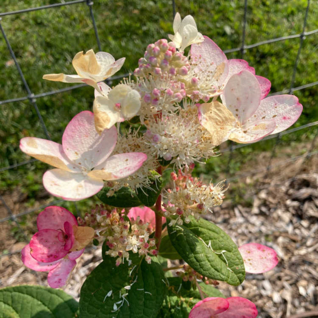 Pink Diamond Hydrangea, White Flowers
