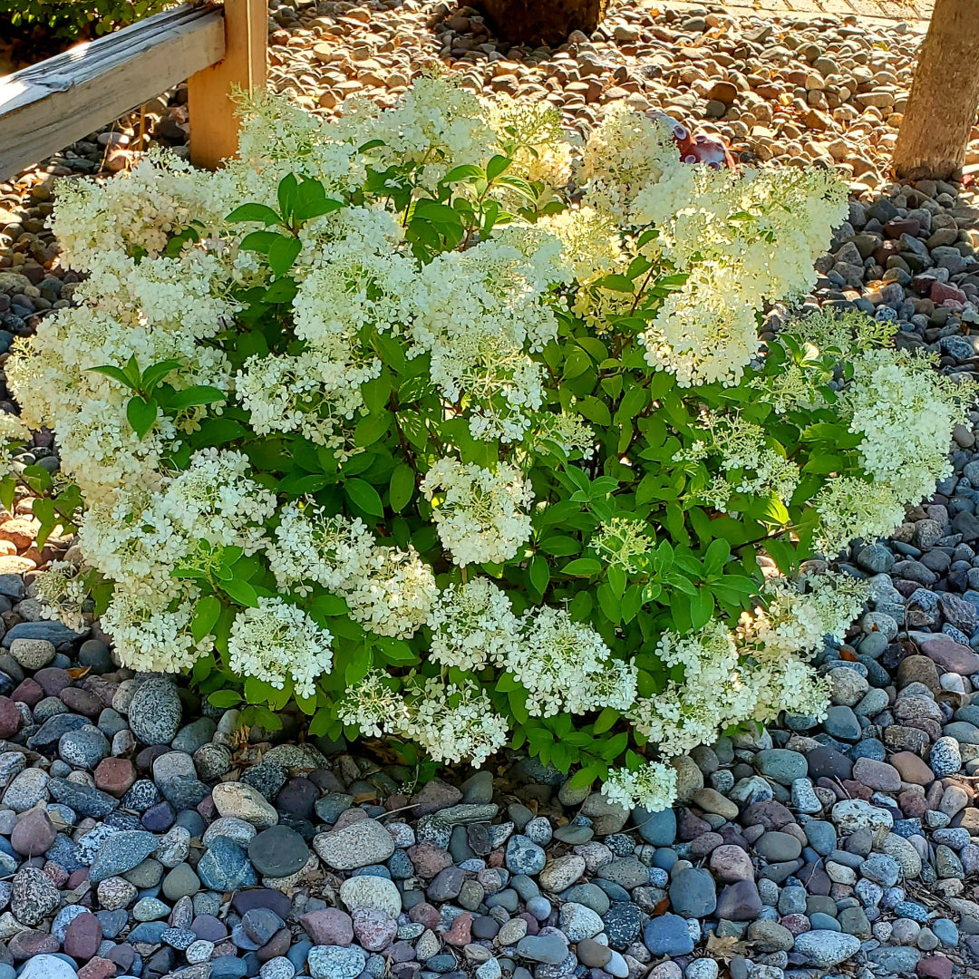 Hydrangea Bobo with Compact White Panicle Blooms