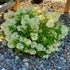 Hydrangea Bobo with Compact White Panicle Blooms