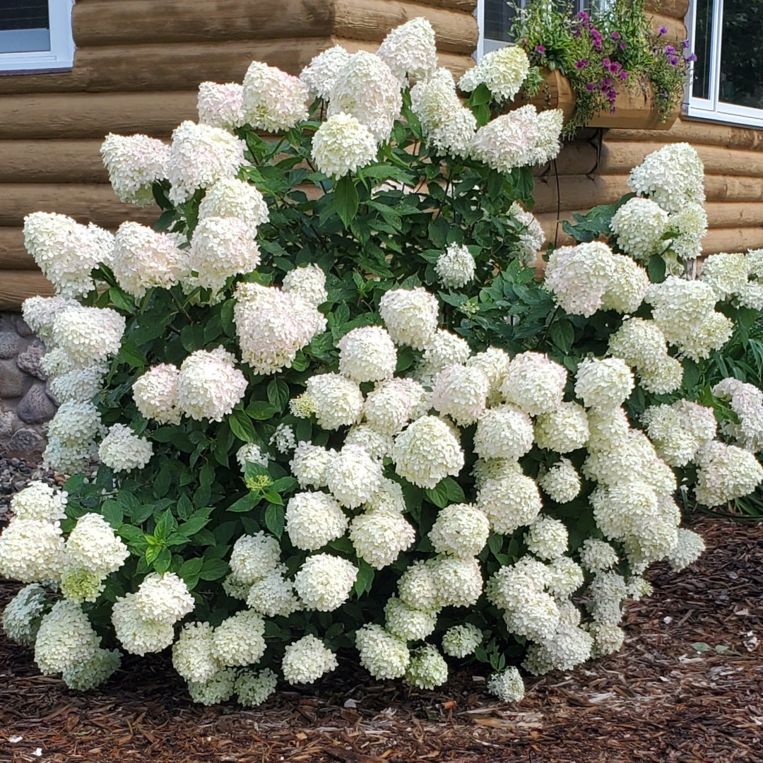 Dwarf Limelight Hydrangea
