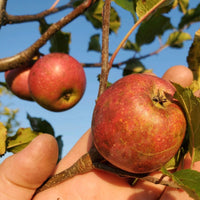Young Yates Apple Tree showing healthy green leaves and forming fruit.