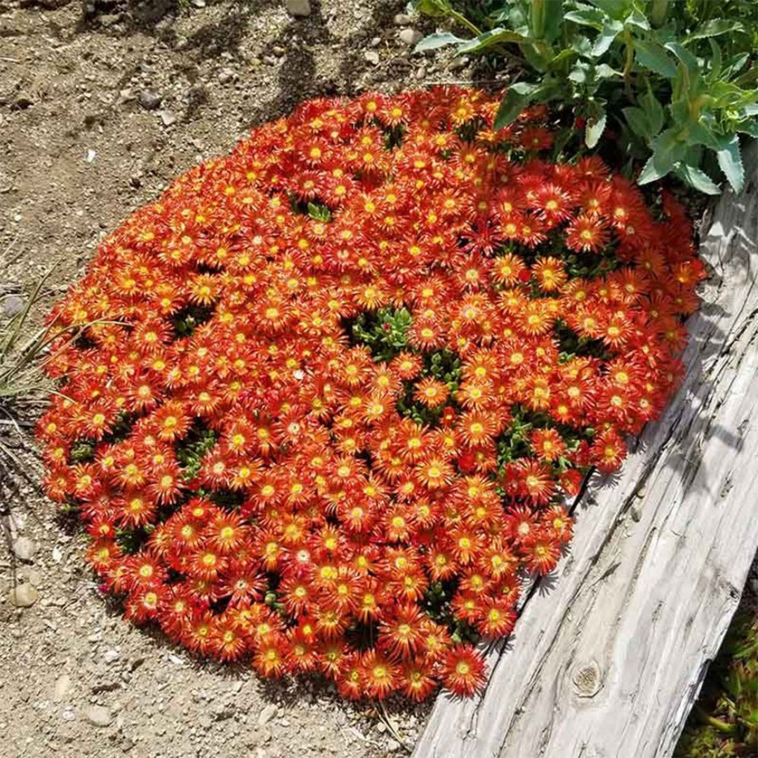 Delosperma Ocean Sunset &