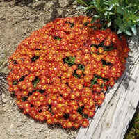 Delosperma Ocean Sunset 'Orange Glow' - [EG]