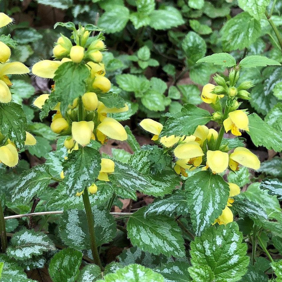Variegated Yellow Archangel groundcover in bloom
