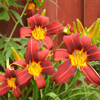 Autumn Red Daylily hardy perennial in bloom