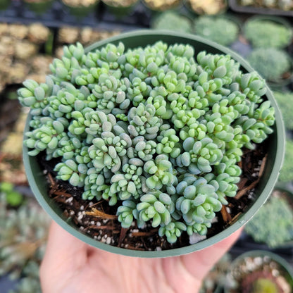 blue carpet succulent Sedum dasyphyllum 'Major' Corsican Stonecrop