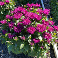 Monarda Sugar Buzz 'Rockin' Raspberry' - [EG]