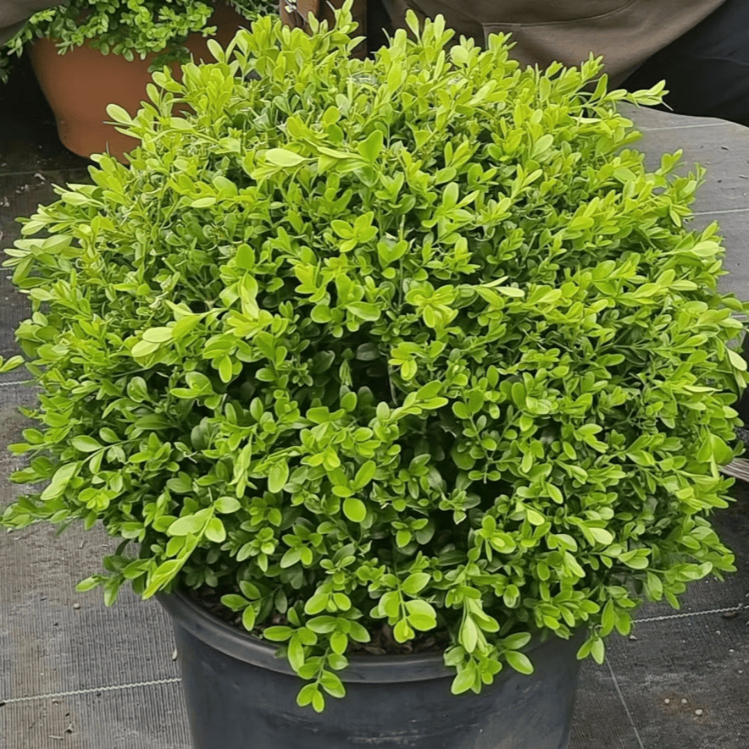 Better Boxwood Renaissance