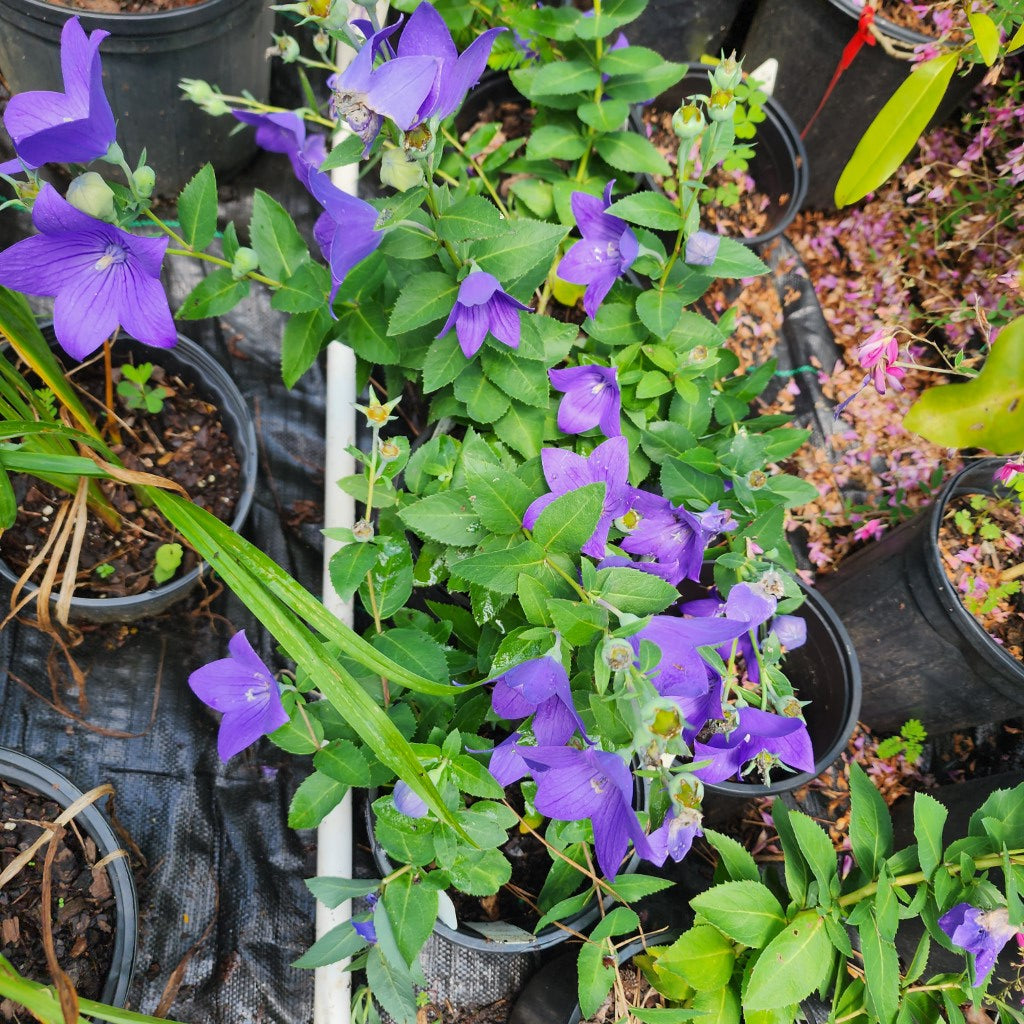 balloon plants in pots Platycodon Grandiflorus Sentimental Blue Dwarf buy online plants and trees at pixies Gardens