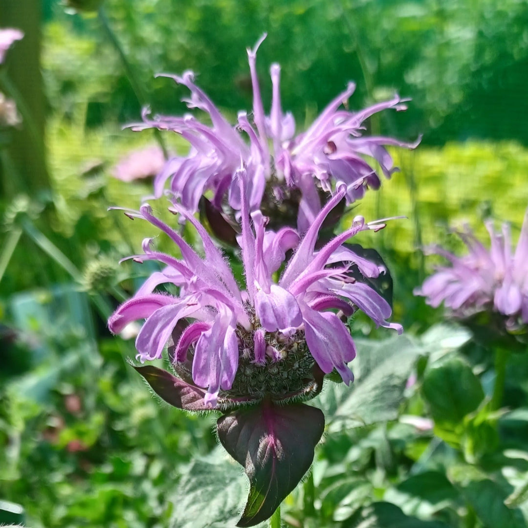 Monarda Sugar Buzz &