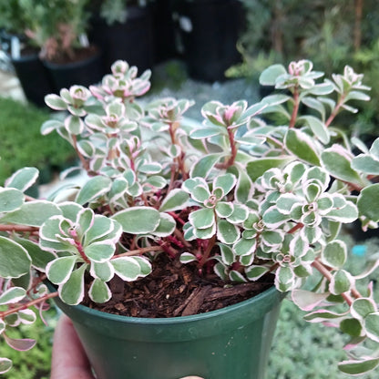 Sedum spurium &