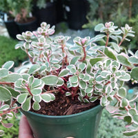 Sedum spurium 'Tricolor' - [EG]