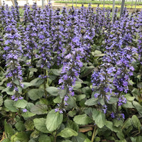 Ajuga reptans Catlin’s Giant perennial plant