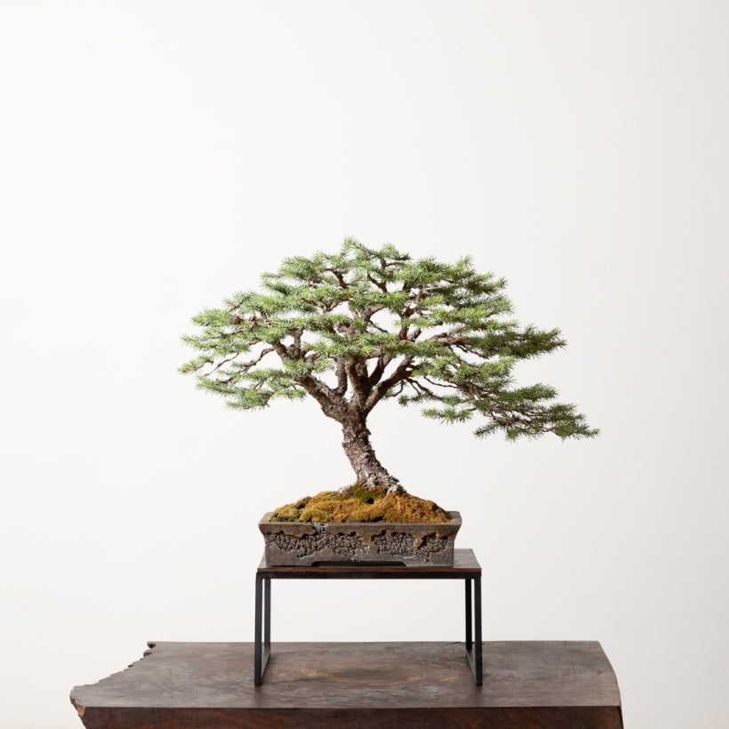 norway spruce bonsai tree Diffusa Norway Spruce Bonsai for Sale