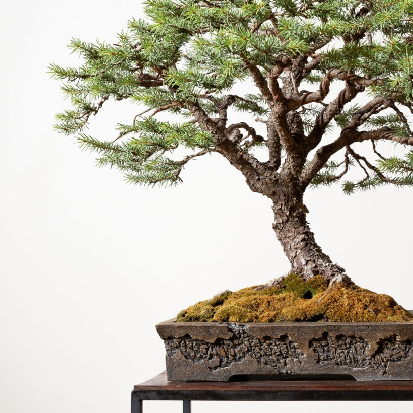 Diffusa Norway Spruce Bonsai