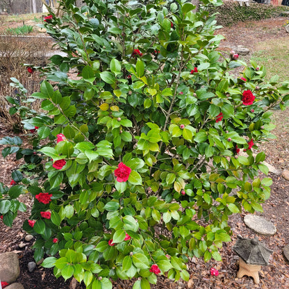 Camellia Professor Sargent / Professor Sargent Camellia Plant