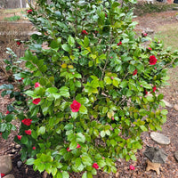 Professor Sargent Camellia Plant