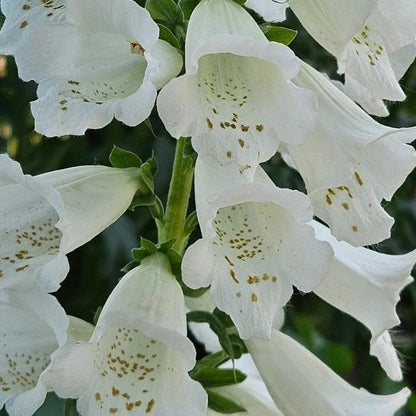 Digitalis purpurea &