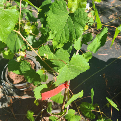 Creek Muscadine Grape Vine