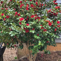 Professor Sargent Camellia Plant