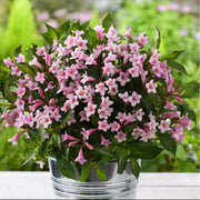 Pink Poppet' Weigela