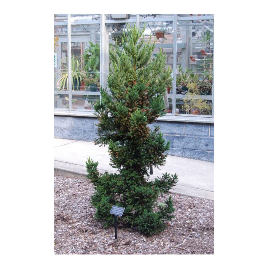 Black Dragon Japanese Cedar-Very Dark