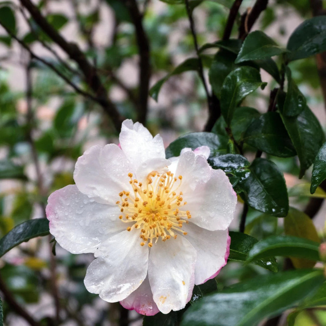 Daydream Camellia