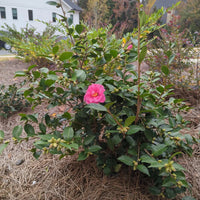 Winter's Joy Camellia